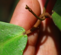 Genianthus laurifolius