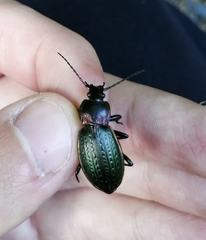 Carabus billbergi
