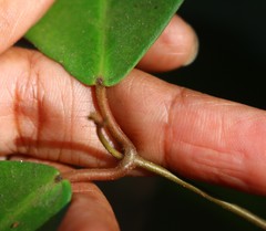 Genianthus laurifolius