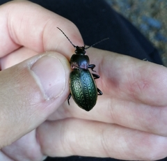 Carabus billbergi