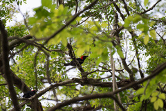 Malimbus rubricollis