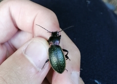 Carabus billbergi