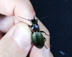 Carabus billbergi