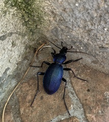 Carabus caelatus dalmatinus