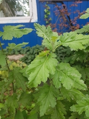 Poecilimon schmidtii