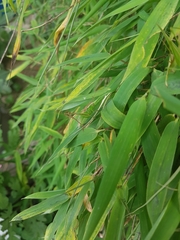 Poecilimon schmidtii