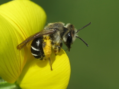 Taeniandrena