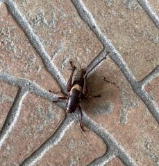 Pholidoptera dalmatica