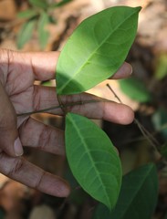 Genianthus laurifolius