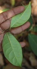 Genianthus laurifolius