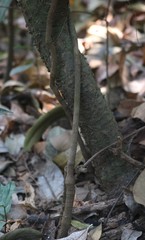 Genianthus laurifolius