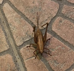 Pholidoptera dalmatica