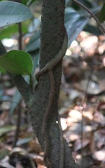 Genianthus laurifolius