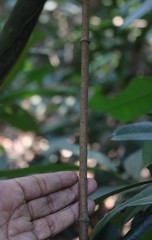 Genianthus laurifolius