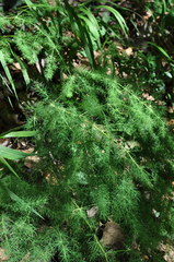 Asparagus tenuifolius