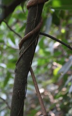 Genianthus laurifolius
