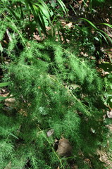 Asparagus tenuifolius