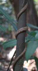 Genianthus laurifolius