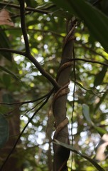 Genianthus laurifolius