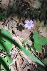 Geranium nodosum