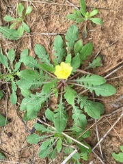 Oenothera triloba