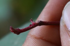 Genianthus laurifolius