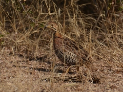 Campocolinus coqui coqui