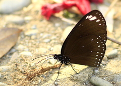 Euploea midamus