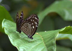 Euploea mulciber