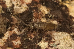 Entomobryoidea