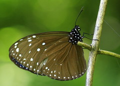Euploea mulciber