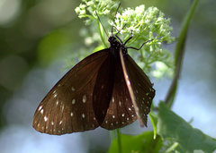 Euploea phaenareta