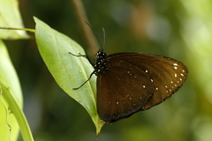 Euploea phaenareta