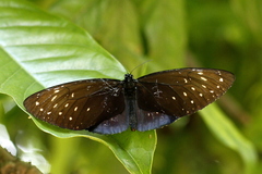 Euploea phaenareta