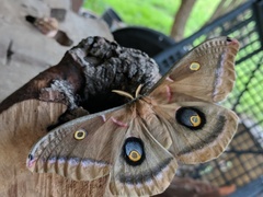 Antheraea polyphemus