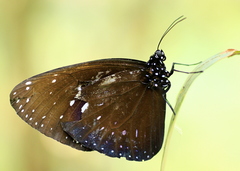Euploea phaenareta