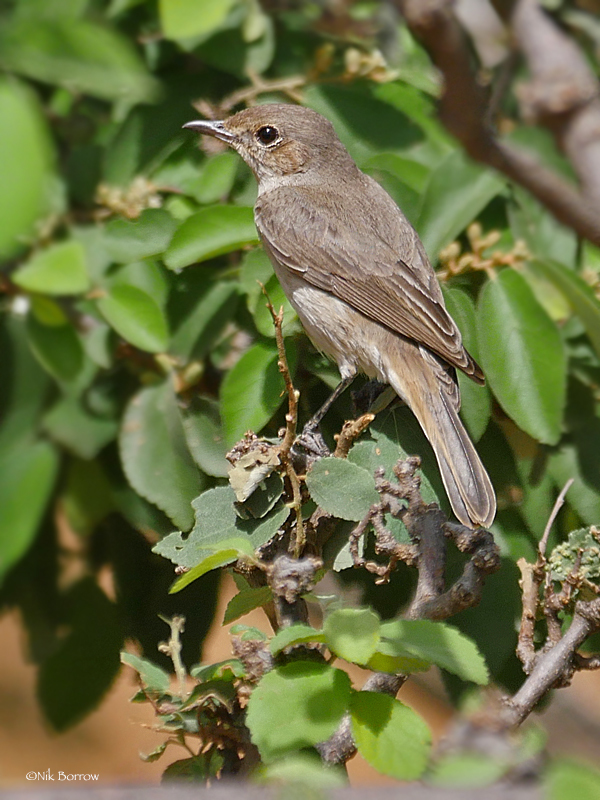 Brown-Tailed Rock Chat