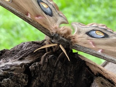 Antheraea polyphemus