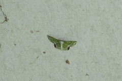 Protuliocnemis castalaria