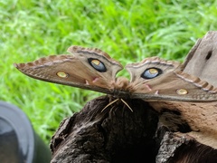 Antheraea polyphemus