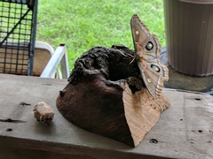 Antheraea polyphemus