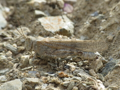 Sphingonotus rubescens