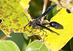 Delta bonellii