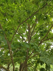 Acer platanoides