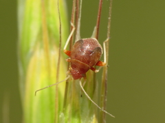 Cyphodema instabilis