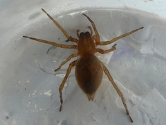 Araneae