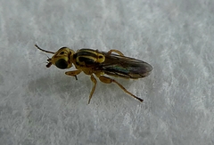 Diptera