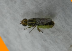 Brachycera