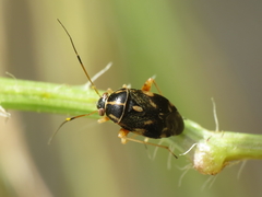 Cyphodema instabilis