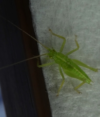 Tettigoniidae